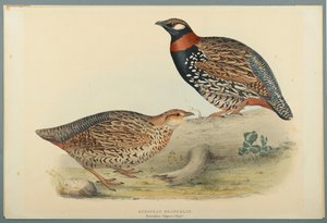 Francolinus Vulgaris (Briss): Avrupa Francolin (dokuma kağıt üzerinde renkli lito) by John Gould