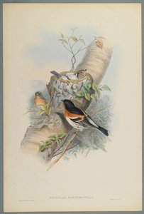 Fringilla Montifringilla - Bramblefinsh (dokuma kağıt üzerinde renkli lito) by John Gould