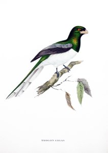 Dev Trogon, Hindistan#39;dan bir kuş, John Gould#39;un (1804-1881) quot;Tropikal Kuşlarquot; kitabından gravür by John Gould