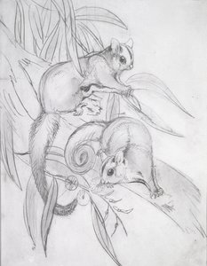 Süzülen Ossumlar (kalem) by John Gould