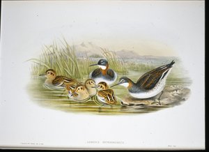Parlak Ibis (Falcinellus Igneus) (elle boyanmış litho) by John Gould