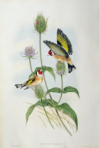 Saka kuşu (Carduelis Elegans) (el renkli taş)