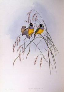 Gouldian ispinozu (Chloebia veya Erythrura gouldiae), John Gould tarafından gravür by John Gould