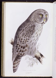 Büyük Cinereous Owl, "The Birds of Great Britain"den, Londra