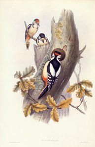 Büyük benekli ağaçkakan (Dendrocopos major), John Gould tarafından gravür by John Gould