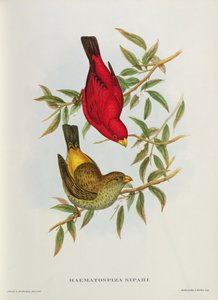 Haematospiza Sipahi, 