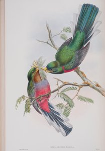 Hapaloderma Narina, plate from The Birds of Great Britain by John Gould, published 1862-73 (hand-coloured litho) by John Gould