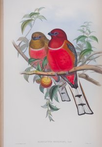 Harpactes Duvauceli, diskur úr The Birds of Great Britain eftir John Gould, gefinn út 1862-73 (handlitaður litó) by John Gould