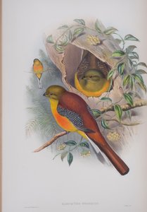 Harpactes Reinwardti, John Gould