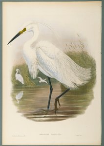 Herodias Garzetta - Küçük Ak balıkçıl (dokuma kağıt üzerinde renkli taş) by John Gould