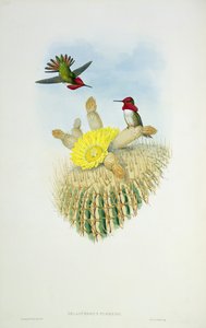 Walter ve Cohn tarafından kazınmış Sinek Kuşu by John Gould