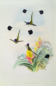 Hummingbird, engraved by Walter and Cohn 