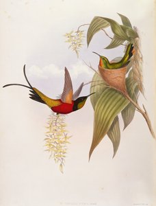 Trochilid