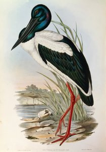 John Gould