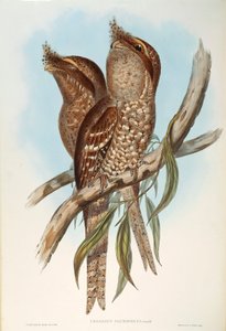 John Gould