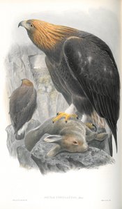 Aquila Chrysaetos (Altın Kartal) çizimi by John Gould