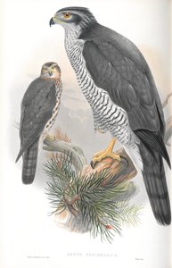 Astur Palumbarius (Akoyunlu) çizimi by John Gould