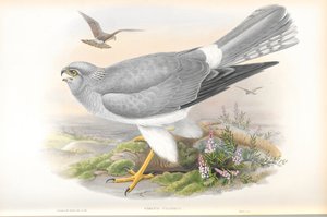 Circus Cyaneus (Tavuk Harrier) çizimi by John Gould