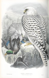 Falco Candicans (Greenland Falcon Dark Race) çizimi by John Gould