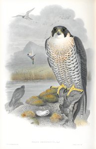 Falco Peregrinus (Peregrine Falcon) çizimi by John Gould