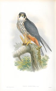 Falco Subbuteo (Hobi) İllüstrasyonu by John Gould