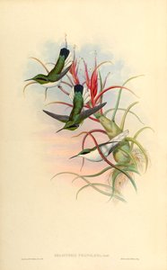 Tillandsia bulbosa (bromeliad) üzerinde Heliothrix phaïnolæma (= Heliothryx auritus phainolaemus) (sinek kuşu) çizimi by John Gould