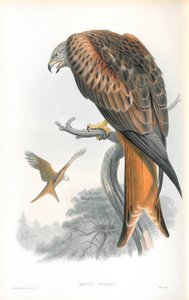 Milvus Regalis (Uçurtma; Gilead) çizimi by John Gould