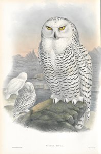 Nyctea Nivea (Kar Baykuşu) çizimi by John Gould
