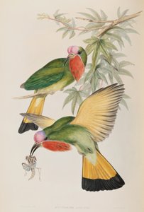 Asya Kuşlarından Yalıçapkını (Nyctiornis Amictus) by John Gould