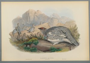 Lagopus Mutus, Sonbahar Tüyleri: Adi Ptarmigan (dokuma kağıt üzerinde renkli lito) by John Gould