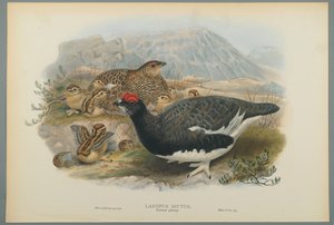 Lagopus Mutus, Yaz Tüyleri: Adi Ptarmigan (dokuma kağıt üzerinde renkli lito) by John Gould
