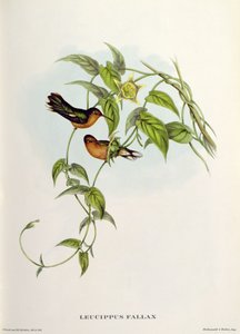 Leucippus Fallaks by John Gould