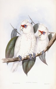 Uzun gagalı Kakadu by John Gould