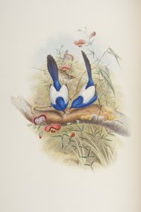 Malurus leuconotus, John Gould