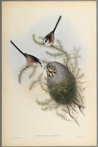 Mecistura Caudata - Uzun Kuyruklu Baştankara (dokuma kağıt üzerinde renkli taş) by John Gould