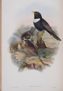 Merula Torquata, John Gould