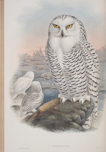Nyctea Nivea, John Gould