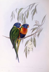 Süslü Lorike (Trichoglossus ornatus), John Gould tarafından gravür by John Gould