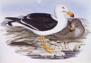 Pasifik martı (Larus pacificus), John Gould tarafından gravür by John Gould