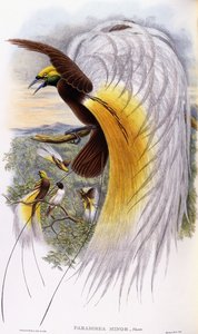 Cennet Küçük by John Gould