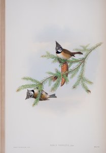 Parus Cristatus, John Gould