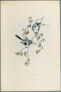 Parus Cyanus: Azure Tit (dokuma kağıt üzerinde renkli lito) by John Gould