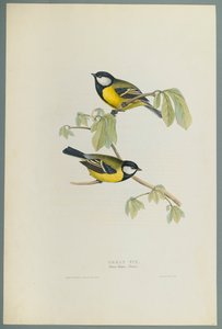 Parus Major: Büyük Baştankara (dokuma kağıt üzerinde renkli taş) by John Gould