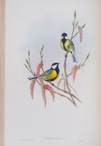 Parus Major, John Gould
