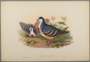 Philogoenas Cruenta (dokuma kağıt üzerinde renkli lito) by John Gould