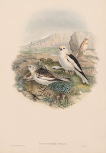Plestrofanes Nivalis by John Gould