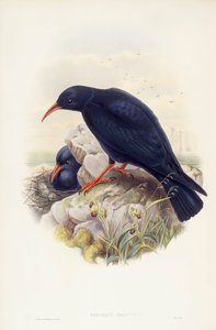 Kırmızı gagalı öksürük (Pyrrhocorax pyrrhocorax), John Gould tarafından gravür by John Gould