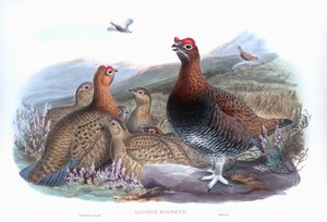Kızıl Orman Tavuğu Lagopus lagopus scotica by John Gould