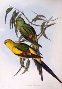 Naip papağan (Polytelis anthopeplus), John Gould tarafından gravür by John Gould