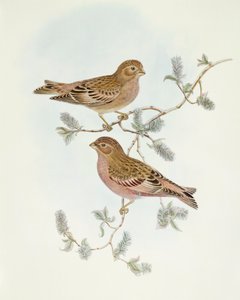 Gül Finch (Erythrospiza incarnata), John Gould tarafından gravür by John Gould